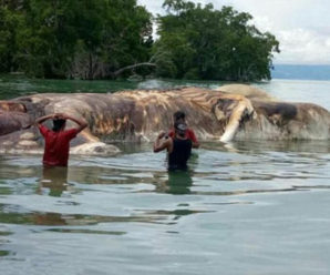 ШОК! Вчені припустили, ким може бути загадкова істота, тіло якої викинуло на берег Індонезії