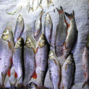 На Прикарпатті браконьєри наловили риби на майже 70 тисяч гривень (фото)