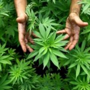 Стало відомо, де на Прикарпатті найчастіше вирощують марихуану