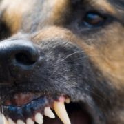 В Івано-Франківську на жінку напала собака, їй не надали належну медичну допомогу