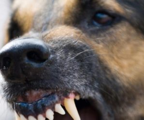 В Івано-Франківську на жінку напала собака, їй не надали належну медичну допомогу