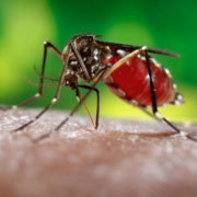 Вчені з’ясували, кого люблять кусати комарі