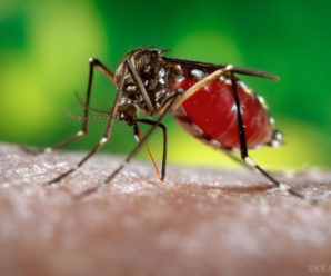 Вчені з’ясували, кого люблять кусати комарі