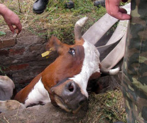 На Франківщині рятували корову, яка впала у колодязь