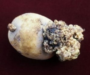 Рак картоплі та небезпечних шкідників виявили фітосанітарні інспектори на Прикарпатті