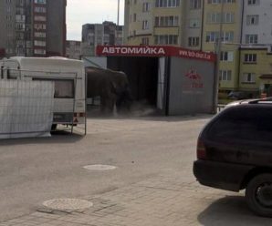 Жив був слон: у Франківську на автомийці помітили незвичного клієнта. ФОТОфакт