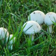 Прикарпатцям на замітку: Що варто знати під час грибного сезону