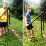 В селі на Закарпатті впіймали величезну змію / ФОТОФАКТ