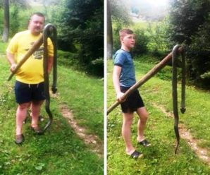 В селі на Закарпатті впіймали величезну змію / ФОТОФАКТ