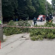 В Івано-Франківську буревій валить дерева. ФОТОФАКТ