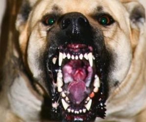 У Франківську бійцівський пес погриз людей та загриз на смерть три собаки