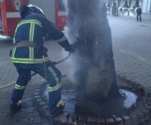 У центрі Франківська вночі підпалили дерево. ФОТОФАКТ