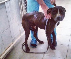 Волонтери врятували від евтаназії собаку, який вкусив людину та загриз трьох псів