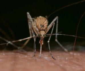 Комарі можуть відчути вас за 30 метрів, але якщо ви приймаєте цей вітамін — розвернуть в інший бік