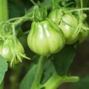 3 причини видалити нижнє листя у томатів
