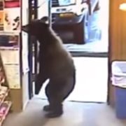 Курйоз дня! На Алясці ведмідь зайшов у магазин і став розглядати стенд з цукерками (відео)