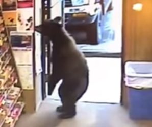 Курйоз дня! На Алясці ведмідь зайшов у магазин і став розглядати стенд з цукерками (відео)