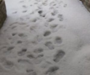 Кара небесна? Суворе літо: Санкт-Петербург засипало снігом(відео)