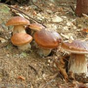 Грибний сезон: кілька порад як правильно збирати лісові делікатеси та як діяти при отруєнні грибами