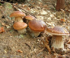 Грибний сезон: кілька порад як правильно збирати лісові делікатеси та як діяти при отруєнні грибами