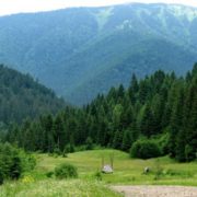 Карпатські ліси можуть внести до списку Всесвітньої спадщини ЮНЕСКО
