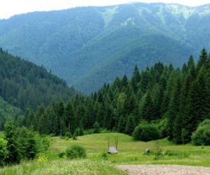 Карпатські ліси можуть внести до списку Всесвітньої спадщини ЮНЕСКО