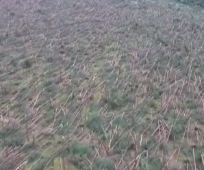 У Польщі буревій знищив десятки гектарів лісу, дерева ламалися як сірники