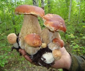 Як збирають гриби на Закарпатті (відео)