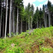 Руслана Лижичко показала масштабні вирубки Карпатських лісів. ВІДЕО