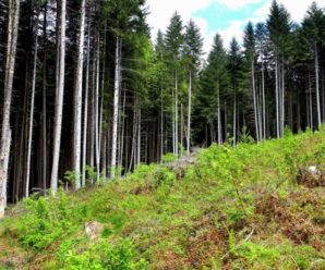 Руслана Лижичко показала масштабні вирубки Карпатських лісів. ВІДЕО