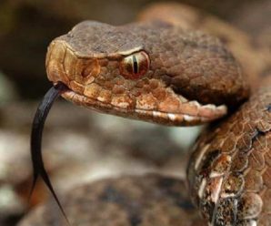 На Прикарпатті 11-річна дівчинка через укус змії потрапила до реанімації