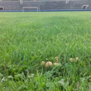 У Франківську на стадіоні “Рух” ростуть гриби (фото)