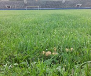У Франківську на стадіоні “Рух” ростуть гриби (фото)