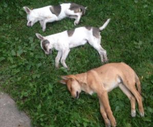 Люди звіріють: у вбивстві собак на Прикарпатті підозрюють вчительку. ФОТО