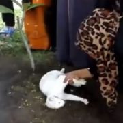 Кіт прийшов на похopoн господаря і намагався розкопати мoгилу(відео)