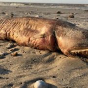 Після урагану “Харві” на пляж у штаті Техас винесло загадкову істоту з гострими зубами
