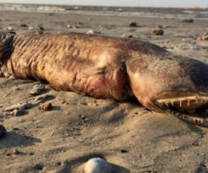 Після урагану “Харві” на пляж у штаті Техас винесло загадкову істоту з гострими зубами