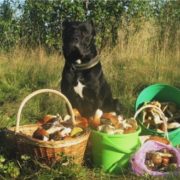 “Я вирішив збільшити свої шанси”: українець навчив свого собаку шукати в лісі тільки білі гриби