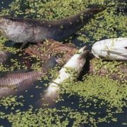 Риба на Калущині масово загинула через брак кисню, – комісія