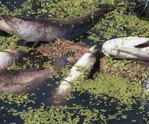 Риба на Калущині масово загинула через брак кисню, – комісія