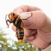 На Прикарпатті у дитячому садочку завелися небезпечні комахи