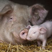 Прикарпатські свинокради: на Франківщині чоловіки намагалися вкрасти свиней