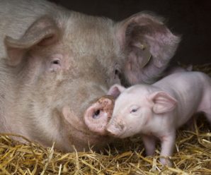 Прикарпатські свинокради: на Франківщині чоловіки намагалися вкрасти свиней