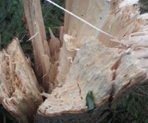 Сильний буревій знищив на Прикарпатті 8 гектарів лісу
