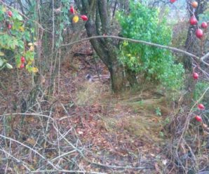 “Знайшли зарізаним у лісопосадці”: жорстоке вбивство другокласника на Харківщині