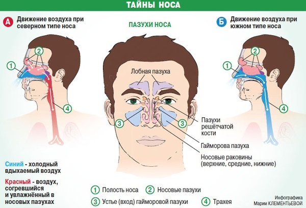Таємниці носа, або чому при нежиті не можна використовувати ...