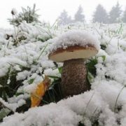 Перший сніг в Україні: опубліковано нові фото