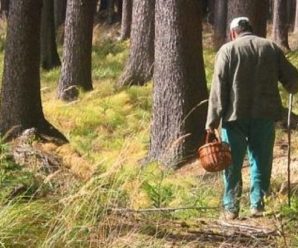 На Прикарпатті у лісі померло троє грибників (відео)