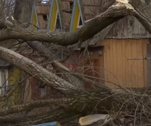 Позривав дахи, повикорчовував дерева: раптовий буревій наробив лиха на Прикарпатті(відео)