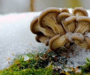 Аномально тепла зима: на Прикарпатті з`явилися гриби